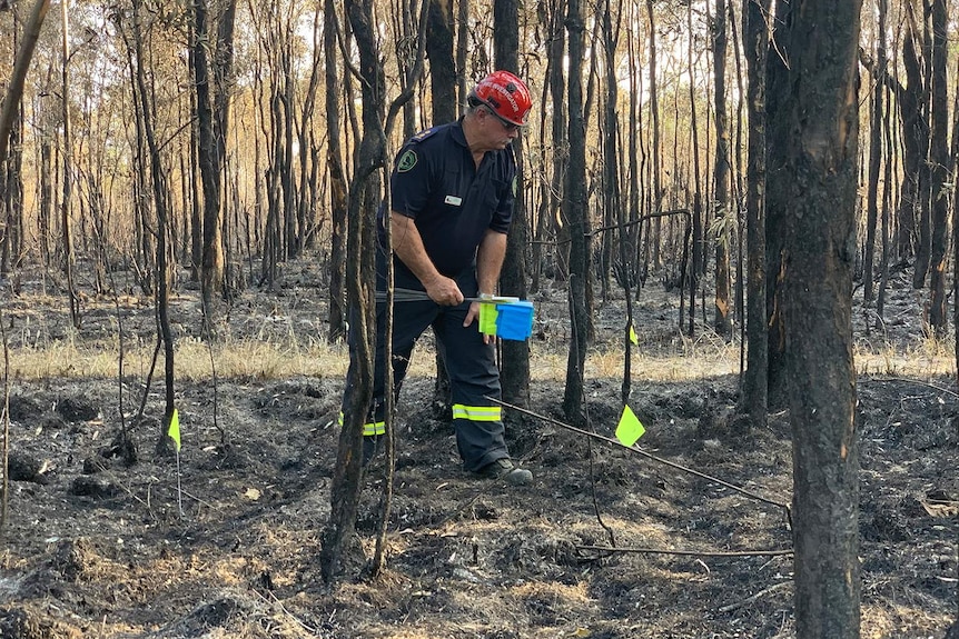 Fire investigator looks at charred bushland at the suspected point of origin of the bushfire.