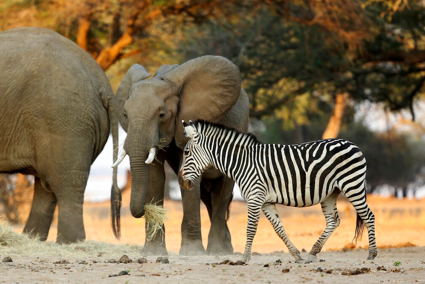 Two elephants and a young zebra feed on hay in a dirt paddock at sunset.