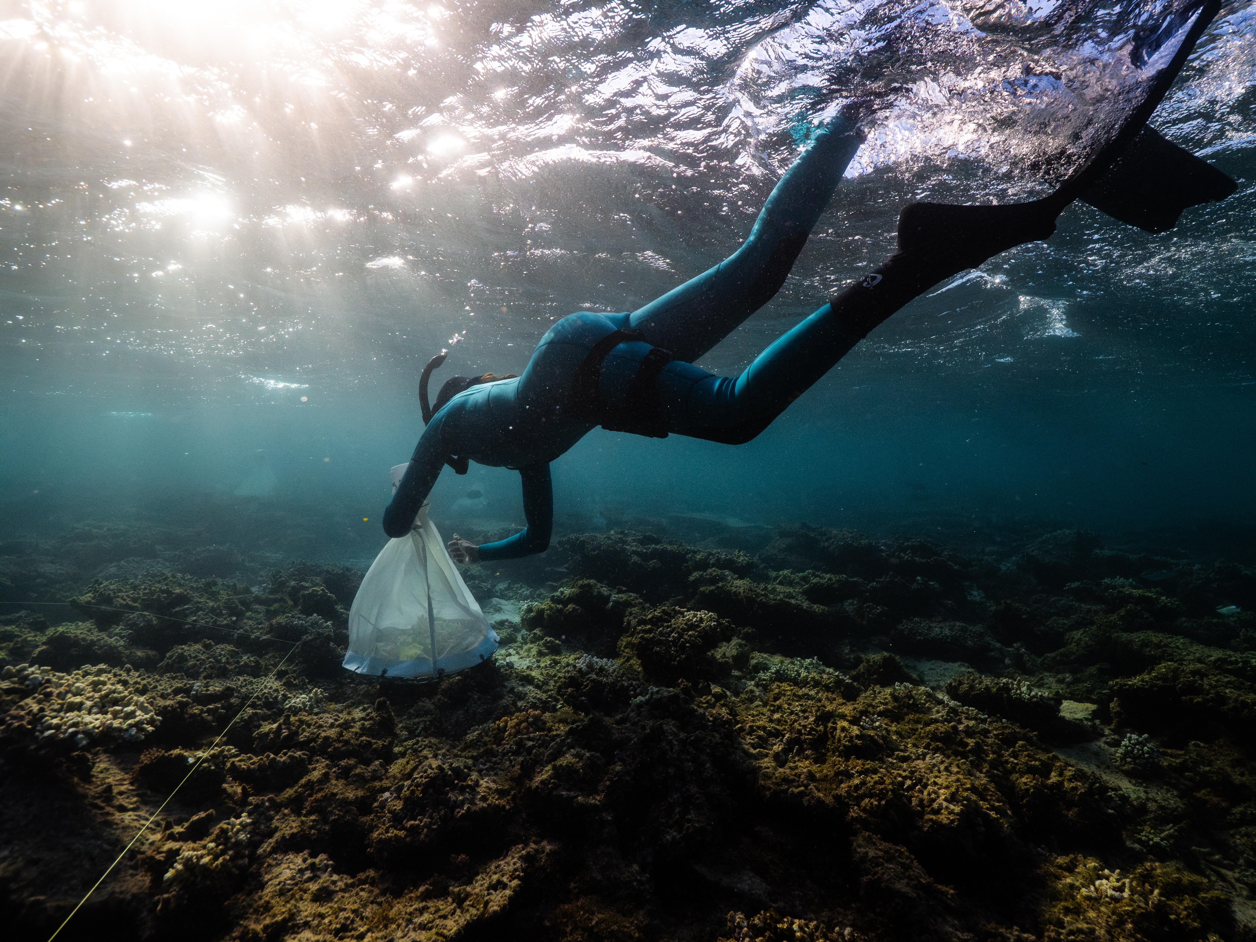 Signs of life in Ningaloo Reef's baby coral after damaging year