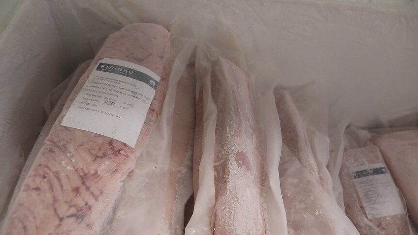 Picture of frozen tuna packed in plastic in freezer
