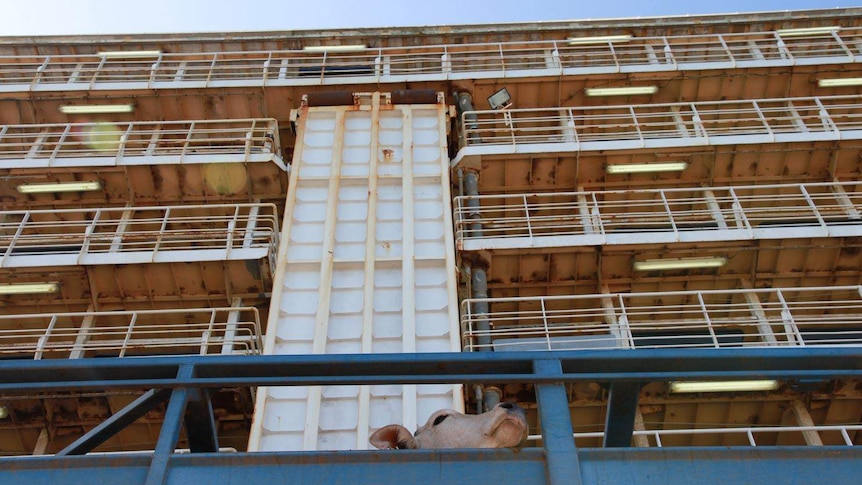 Cattle in a truck next to a live export ship in Broome.