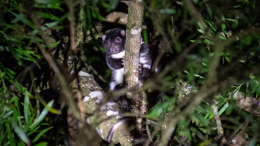 A small black and white possum clings to the branch of a rainforest tree.