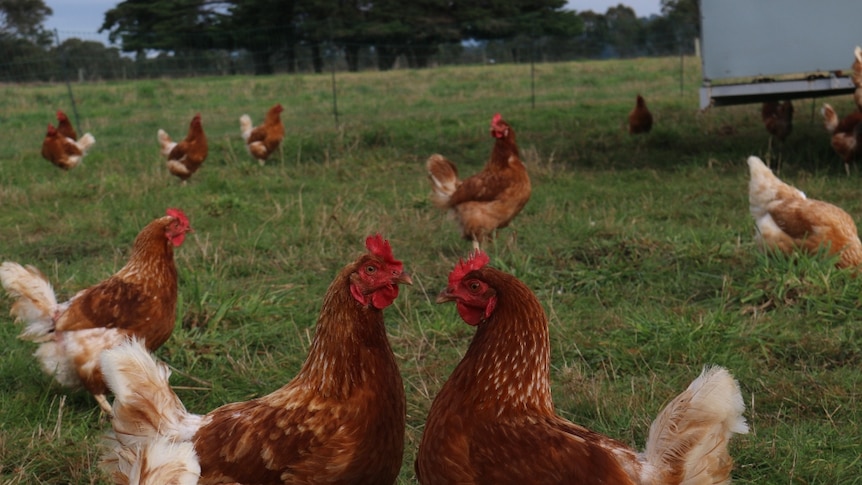 Free range chickens graze near Glengarry, in Gippsland.