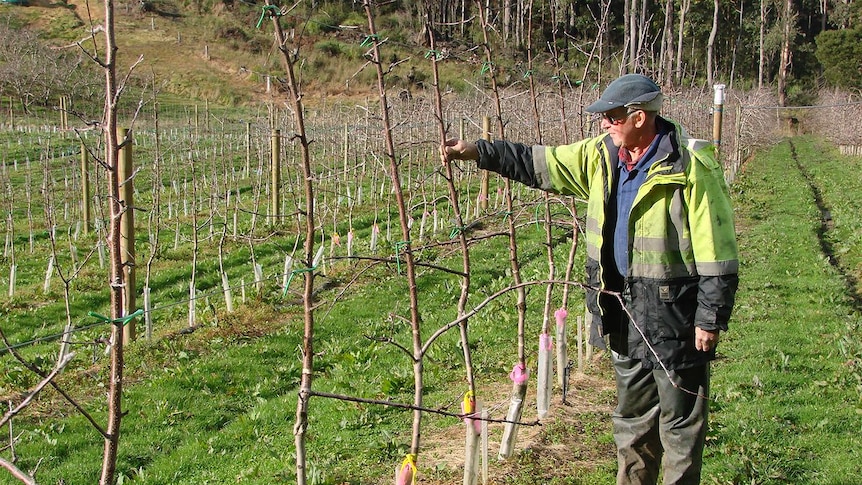 Biochar apple trial