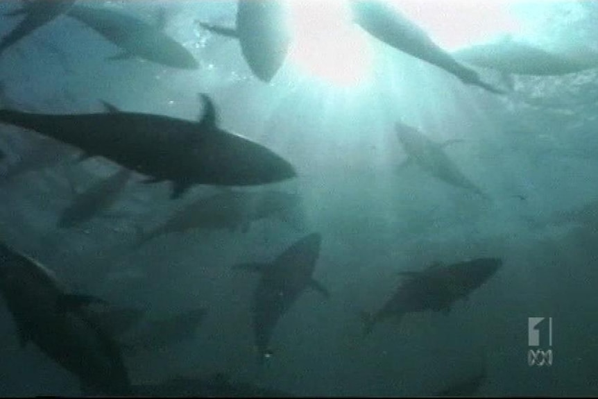 Tuna breeding efforts on hold
