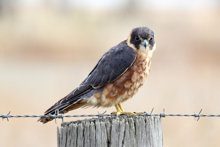 An Australian falcon-like bird, perched on a fence post.