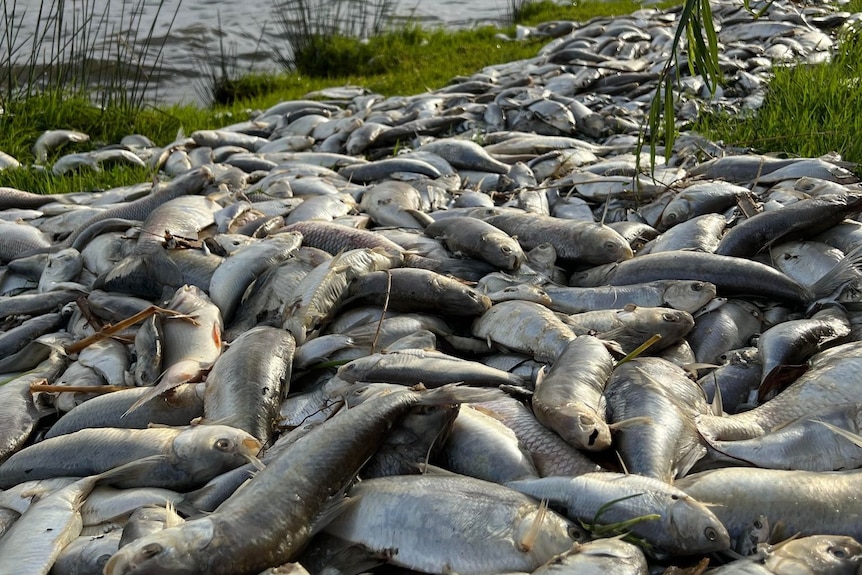 Dead fish on the bank of Kangaroo Lake