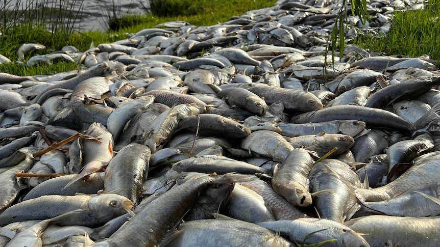 Dead fish on the bank of Kangaroo Lake