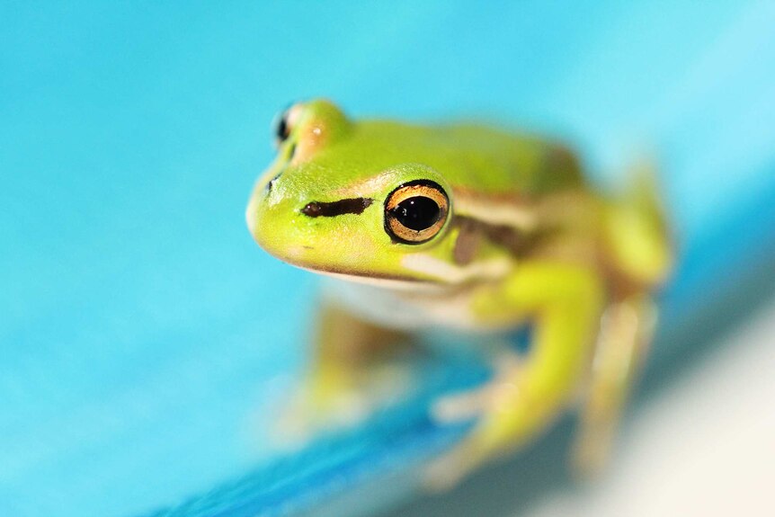 Close up of a green frog on a bright blue material. A metaphor for an unwanted task that makes us procrastinate.