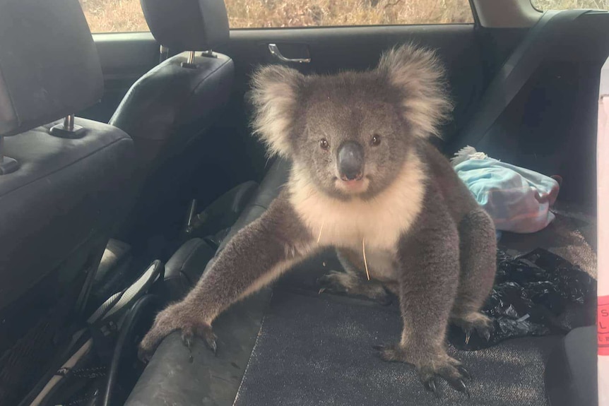A koala sits in the back seat of a four-wheel-drive vehicle.
