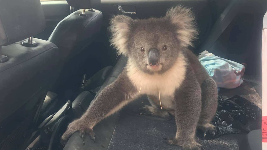 A koala sits in the back seat of a four-wheel-drive vehicle.