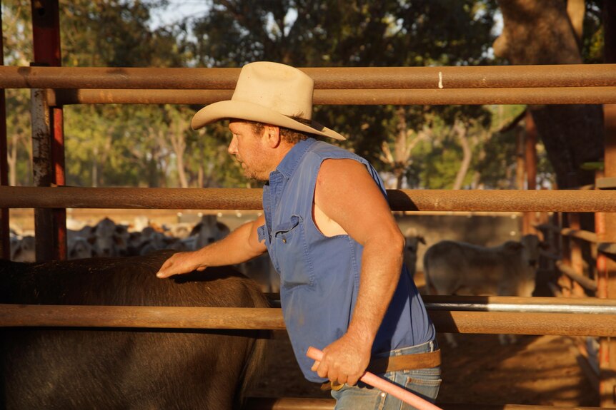 Foto de Adrian Phillips con su ganado búfalo