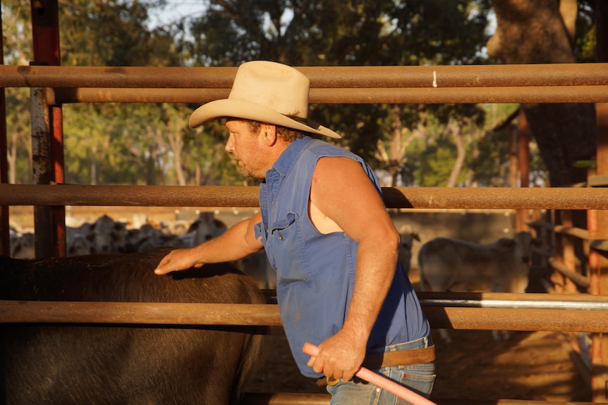 Photo of Adrian Phillips with his buffalo cattle