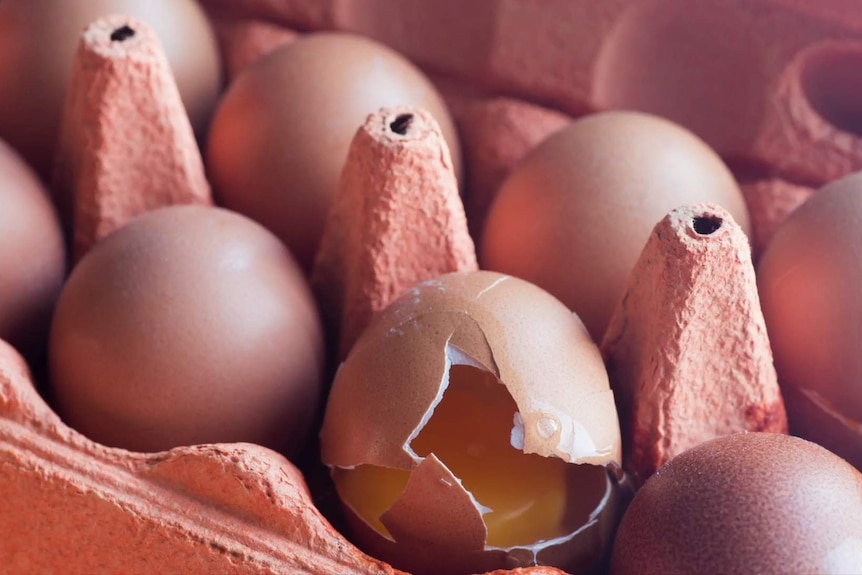 A broken egg surrounded by intact shells in an egg carton