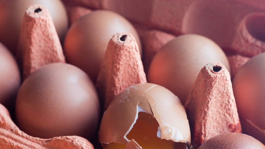 A broken egg surrounded by intact shells in an egg carton