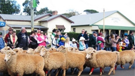 The running of the red-socked sheep through Merriwa.