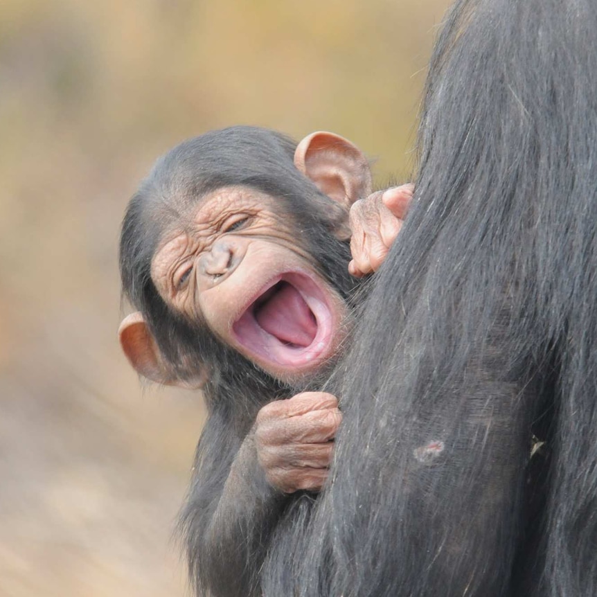 A baby chimpanzee with its mouth open