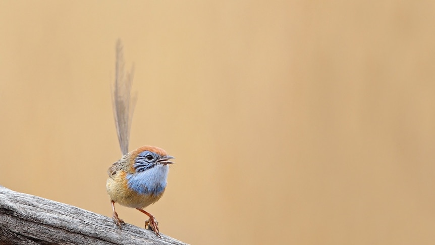 Mallee Emu-wren on a stick