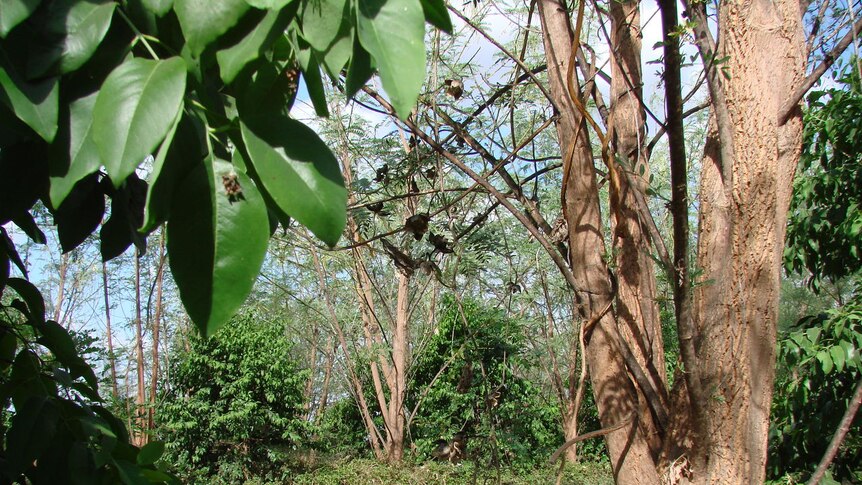 Sandalwood plantation