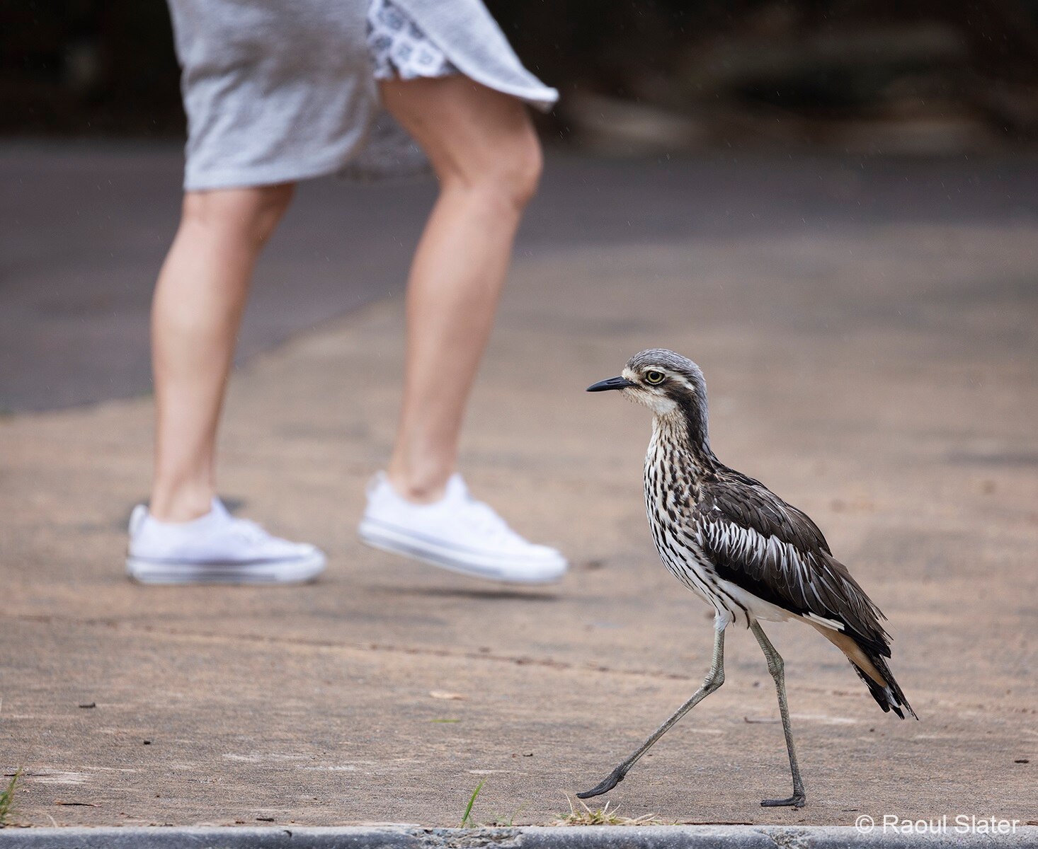 A bush stone curlew walking down a street