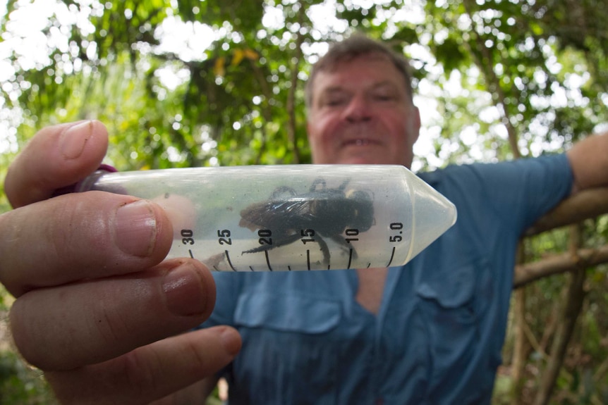 A researcher holds a large bee in a plastic container.