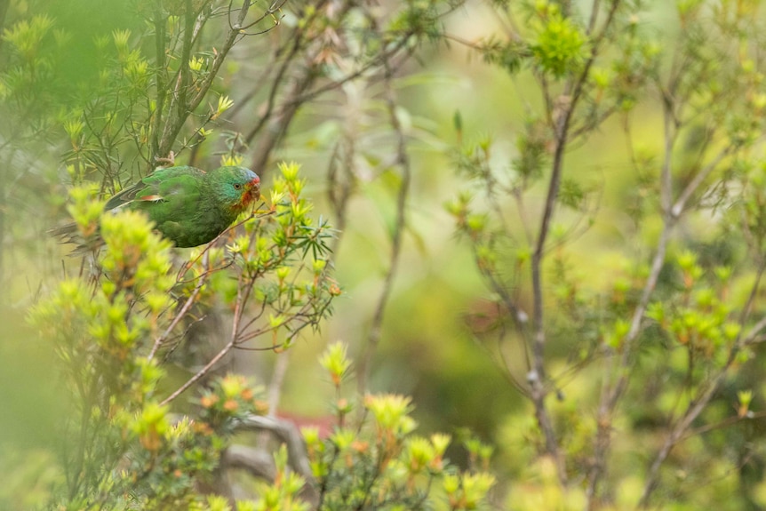 Swift parrot in bushland.