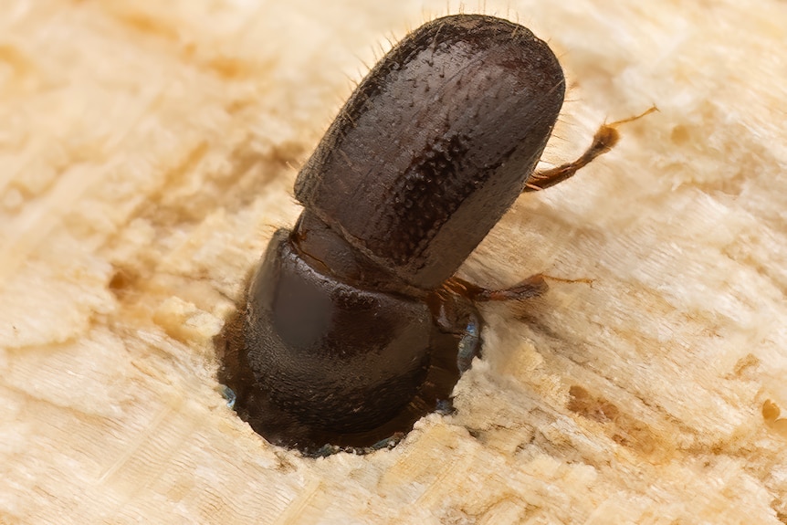 Small beetle crawling and tunneling into wood.