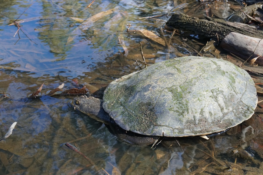 Large turtle with wide shell
