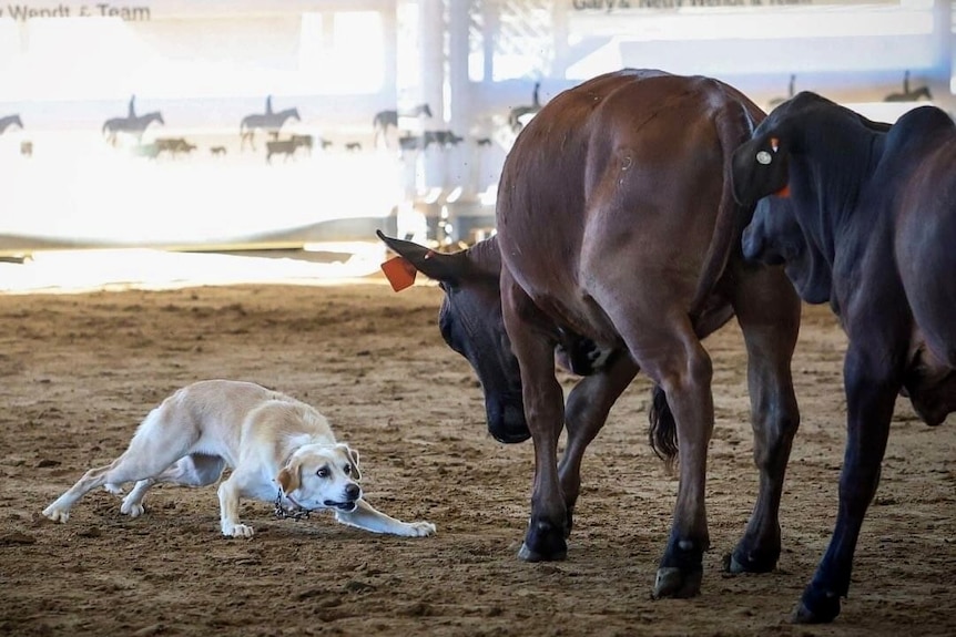 A border collie dog rounds up brown cattle on a dog trial course.
