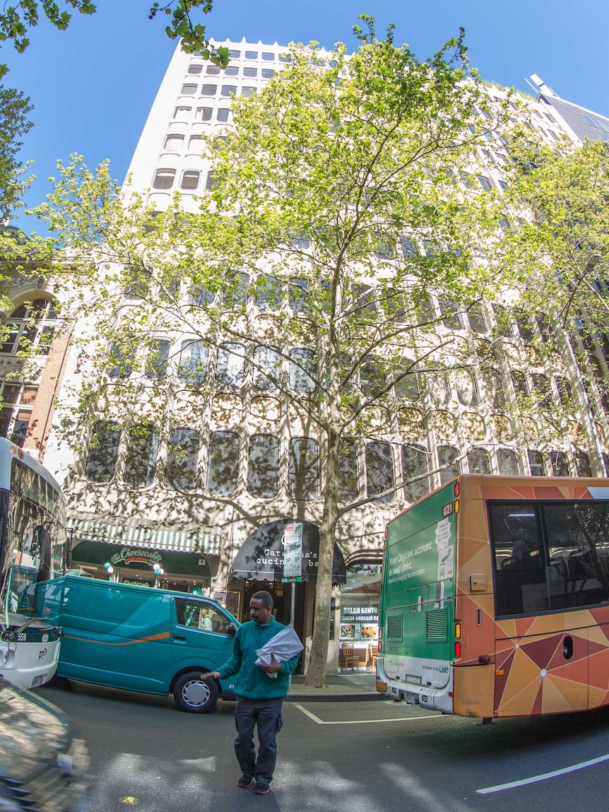 A tall tree casts a leafy shadow over an inner-Melbourne building.