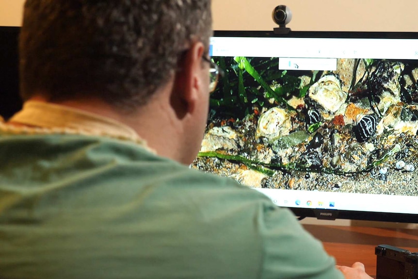 Over shoulder view of the artist looking at images of sea creatures enlarged on a computer screen