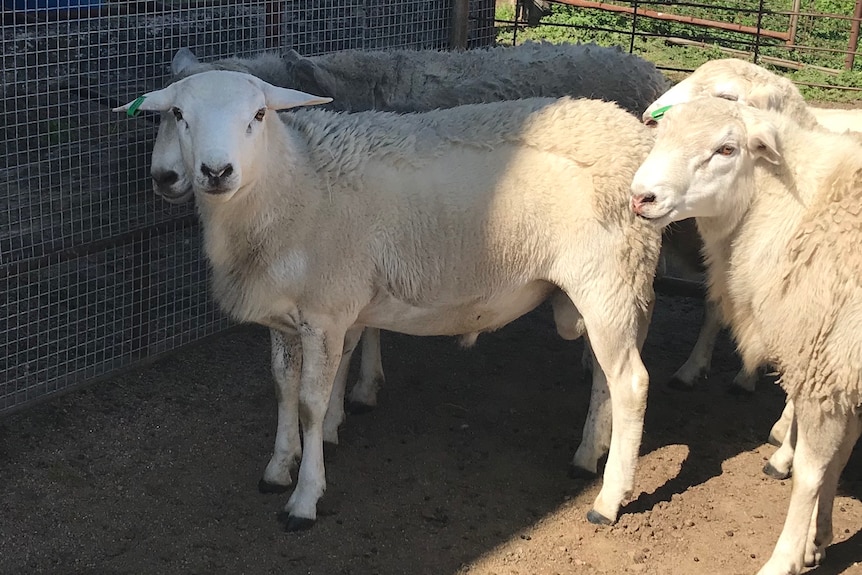 Sheep stand together in a pen.