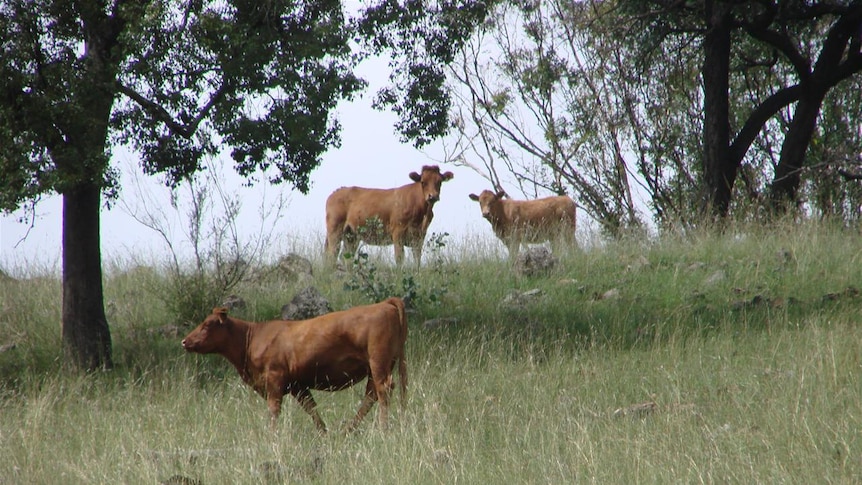Brown cows eating grass in a paddock.