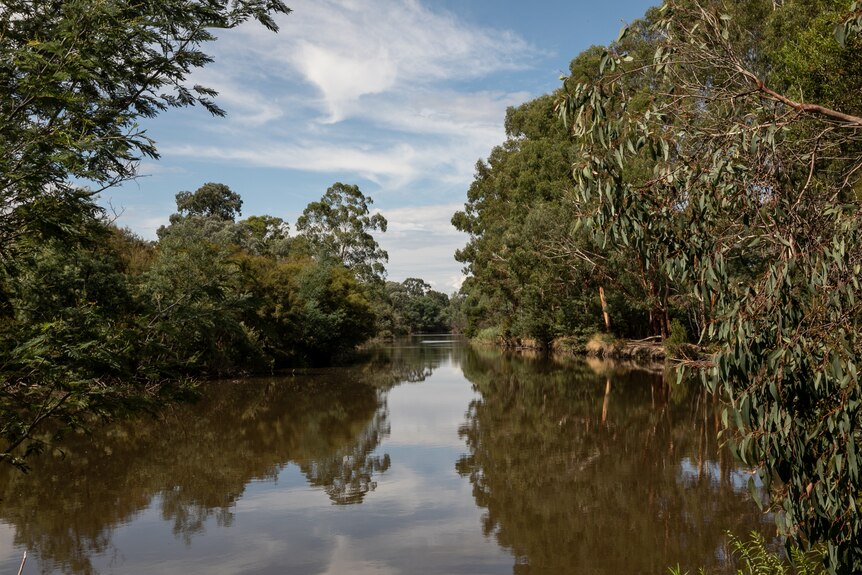 The brown waters of the Yarra river reflect densely wooded banks.