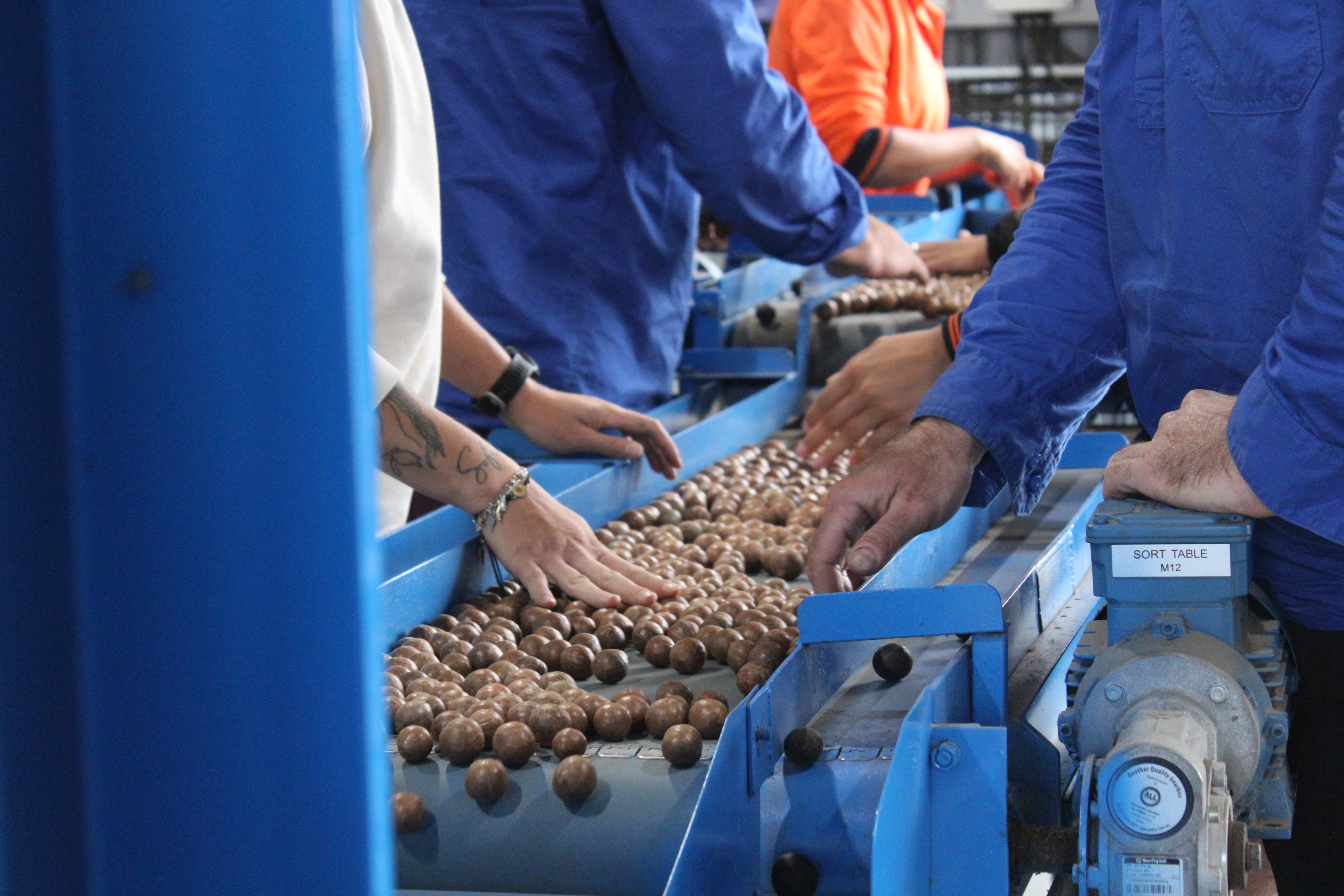 Macadamia boom sees orchard area more than double