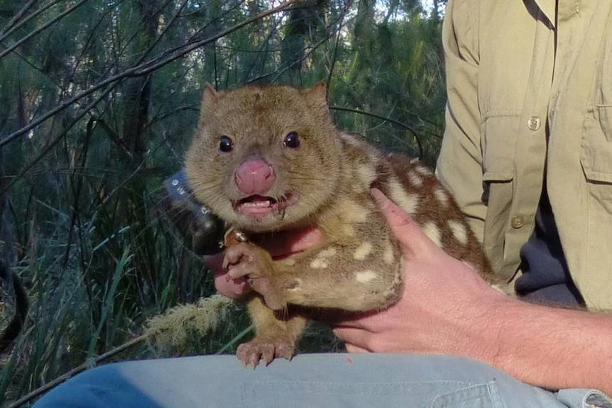 Sightings of the endangered spotted-tail quoll as wild dog baiting programs ramp up in the Hunter.