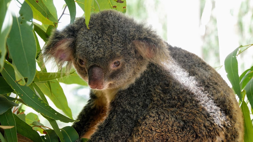 Koala in a gumtree looking at the camera through gum leaves.