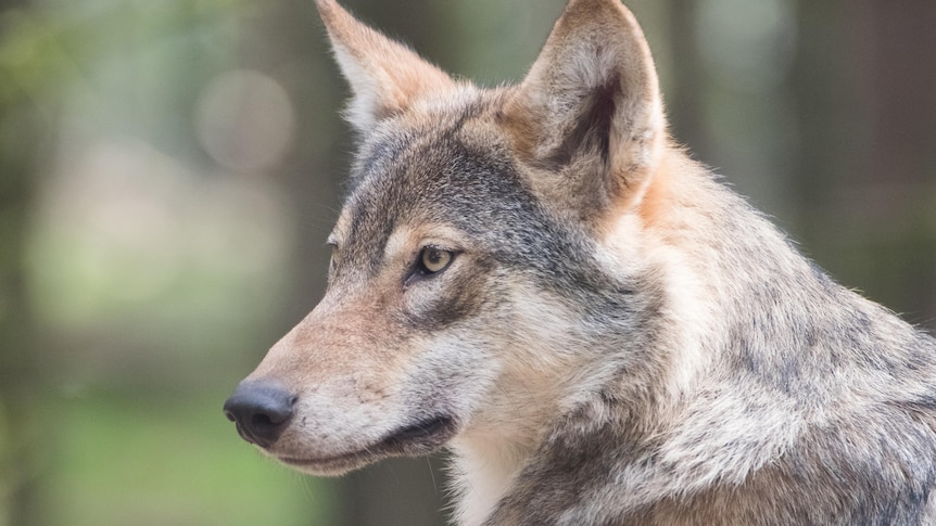 A side profile of a wolf's head.