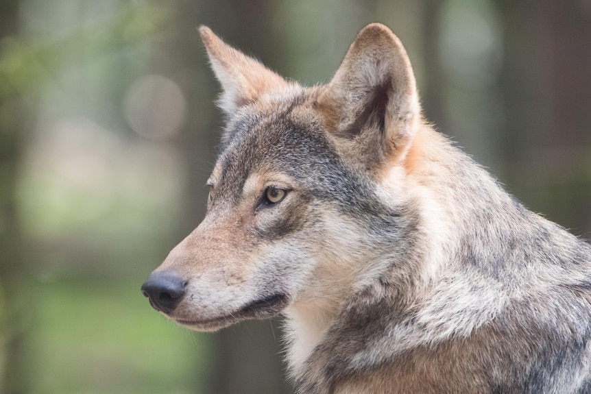 A side profile of a wolf's head.