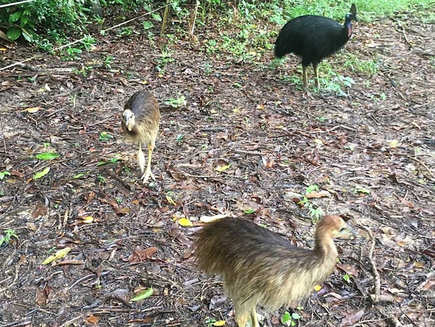 Two cassowary chicks with an adult in bushland