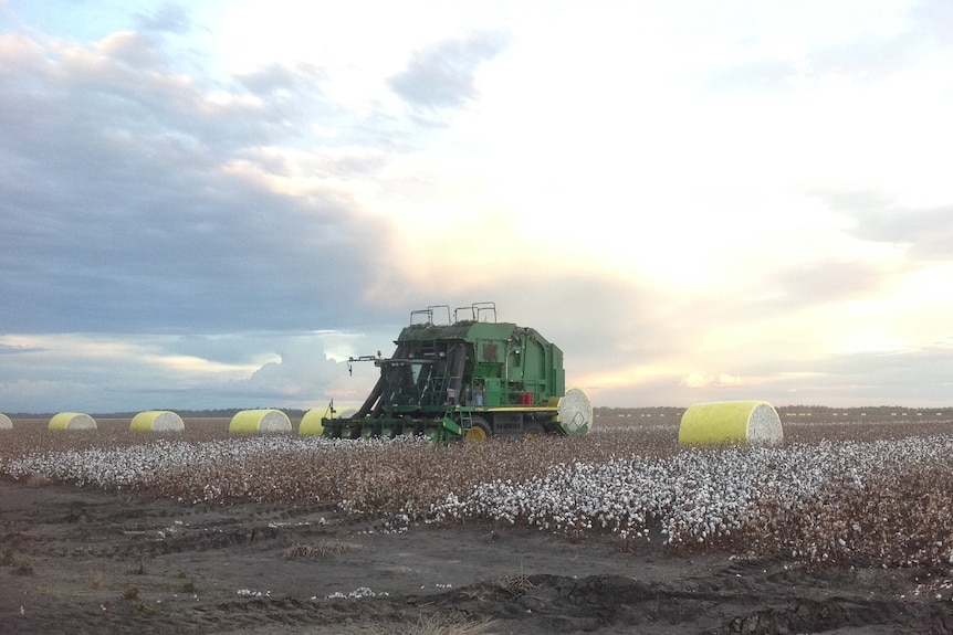 A harvesting is in a field of cotton on South Callandoon.