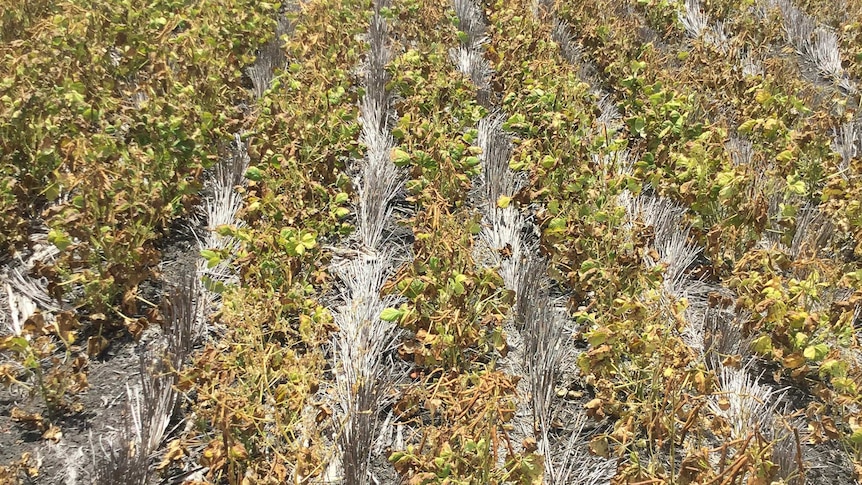 A poor yielding mungbean crop on Queensland's Darling Downs.