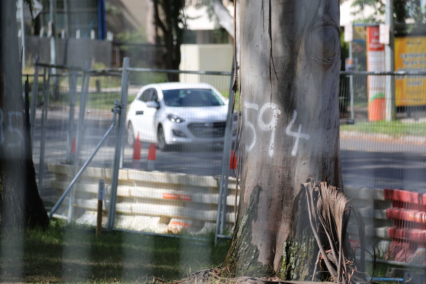 Trees spray painted with numbers on Northbourne Avenue.