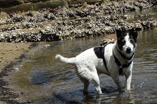 BROOKS Charlie at Glebe