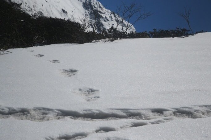 Footprints that appear to be from an animal traverse the snow on a mountain. The sky is blue and shrubs and trees are on horizon