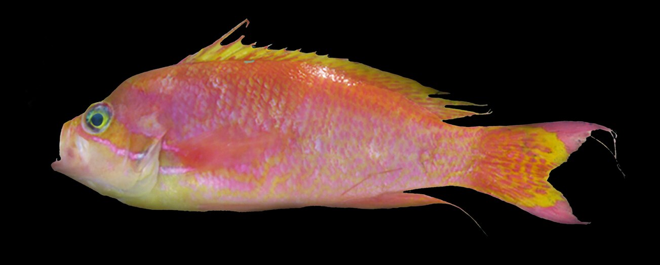A pink and yellow fish.