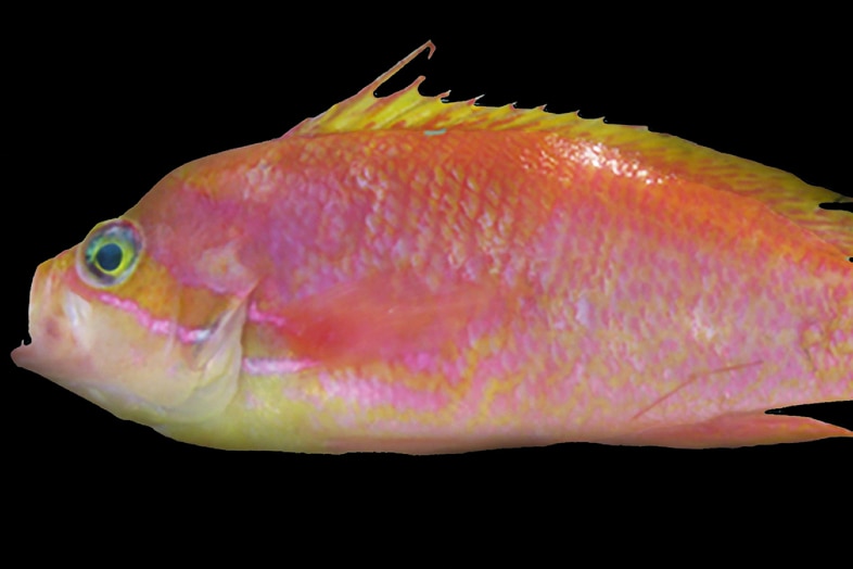 A pink and yellow fish.