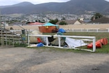 Tents at the Hobart showgrounds.