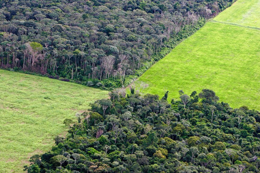 A soy plantation in Amazon rainforest