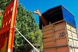 Shaba was moved in a special travelling cage on the back of a truck from Mogo, NSW to Canberra.